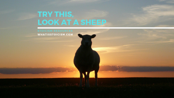 Try This, Look At A Sheep