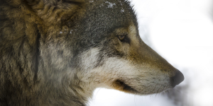 Read more about the article The Stoicism Of Wolves